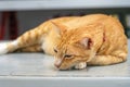 Ginger orange young Shorthair cat rests on a fridge in a shop in Thailand