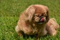 Ginger Pekingese Puppy Dog Licking Her Nose Royalty Free Stock Photo