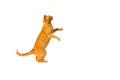 Ginger pensive cat standing on its hind legs isolated on a white background Royalty Free Stock Photo