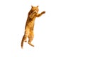 Ginger pensive cat standing on its hind legs isolated on a white background Royalty Free Stock Photo