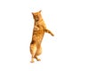 Ginger pensive cat standing on its hind legs isolated on a white background Royalty Free Stock Photo