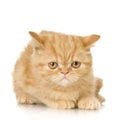 Ginger persian Cat kitten Royalty Free Stock Photo