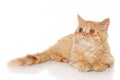 Ginger Persian kitten Royalty Free Stock Photo