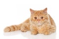 Ginger Persian kitten Royalty Free Stock Photo