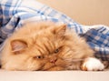 Ginger Persian kitten Royalty Free Stock Photo