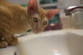 Young ginger funny cat bathroom tap closeup Royalty Free Stock Photo
