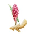 Ginger pink flower with root watercolor illustration. Spicy turmeric plant botanical image. Hand painted single ginger  flower. Royalty Free Stock Photo