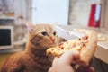 Ginger and Pizza