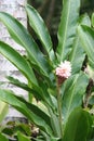 Ginger plant