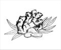 Ginger plant arrangement. Outline vector illustration with ginger root, leaves and slices. Hand drawn black and white
