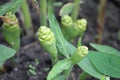 Ginger plant flower buds rising big and beautiful from the soil. This very expensive commercial crop goes for medicine Royalty Free Stock Photo