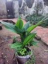 Ginger plant Royalty Free Stock Photo