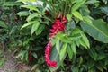 A ginger plant with a red flowering stalk in a rainforest in Maui Royalty Free Stock Photo