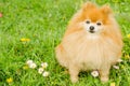 Ginger Pomeranian puppy on green grass