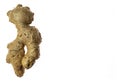 Fresh ginger rhizome isolated on white background