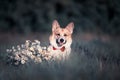 portrait of a ginger puppy dog Corgi in a bright butterfly sitting on the grass with a bouquet of white flowers daisies