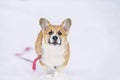 ginger puppy dog Corgi fun runs on white snow in Park winter on stroll Royalty Free Stock Photo