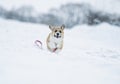 ginger puppy dog Corgi runs on the white snow in the Park in winter for a walk running away with a leash