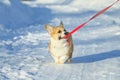 Cute ginger puppy dog Corgi walks on white snow on road in Park winter and pulling ceasing teeth