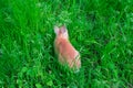 Ginger rabbit sitting with his back in green grass Royalty Free Stock Photo