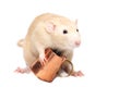 Ginger rat with copper mug Royalty Free Stock Photo