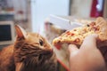 Ginger and Pizza
