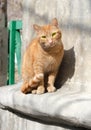 Ginger, red cat looking straight to the camera,  funny cat relaxing in the street Royalty Free Stock Photo