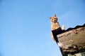 Ginger red cat sitting on a roof looking down at camera against a blue sky. Royalty Free Stock Photo