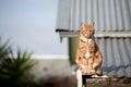 Ginger red tabby cat sitting relaxed on a tin roof against a blue sky. Royalty Free Stock Photo