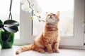 Ginger red cat sitting on the windowsill near the orchid