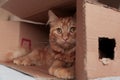 Ginger red curious cute cat looking funny out of a hole in a cardboard box. Funny pets. Royalty Free Stock Photo