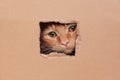 Ginger red curious cute cat looking funny out of a hole in a cardboard box. Funny pets. Royalty Free Stock Photo