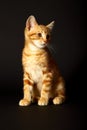 Ginger red mackerel tabby kitten