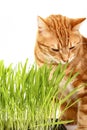 Ginger red tabby cat eating cat grass Royalty Free Stock Photo