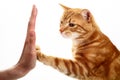 Ginger red tabby cat high fiving a womans hand Royalty Free Stock Photo