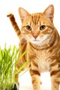 Ginger red tabby cat looking at the camera Royalty Free Stock Photo