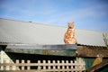 Ginger red tabby cat sitting on a tin roof against a blue sky. Royalty Free Stock Photo