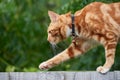 Ginger red tabby cat walking on top of a wooden fence with an out of focus green background Royalty Free Stock Photo