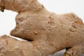 Ginger root Royalty Free Stock Photo