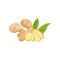 Ginger root with chopped pieces and green leaves. Organic product. Healthy food. Culinary ingredient. Flat vector icon