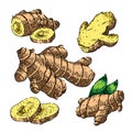 ginger root food set sketch hand drawn vector