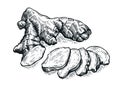 Ginger root hand drawn illustration. Food ingredient. Root and sliced pieces. Herbal spice sketch vector