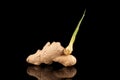 Ginger root has sprouted a new sprout. Sprouting root vegetable on a dark background Royalty Free Stock Photo