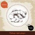Ginger root illustration. Vintage retro background with hand drawn sketch ginger root. Royalty Free Stock Photo