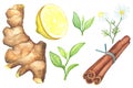 Ginger root, lemon cut, chamomile, cinnamon watercolor painting on white background.