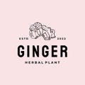 Ginger root logo. Herbal spice logo design vector Illustration Royalty Free Stock Photo