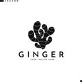 Ginger root logo Royalty Free Stock Photo