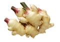 Ginger root with new sprouts Royalty Free Stock Photo