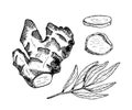 Ginger root outline vector illustration. Hand drawn black and white contour ginger plant with leaves and cut slices