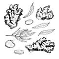 Ginger root outline vector set. Hand drawn ginger plant with leaves and cut slices illustration. Black and white spicy